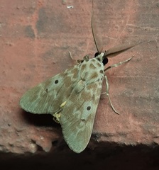 Lepidoptera