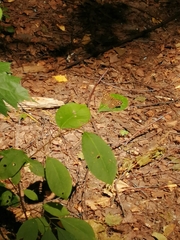 Pararge aegeria tircis