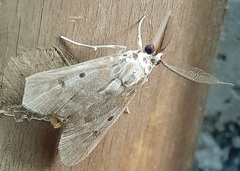Lepidoptera