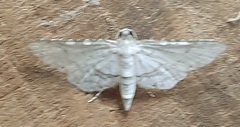 Lepidoptera