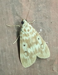 Lepidoptera