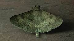 Lepidoptera