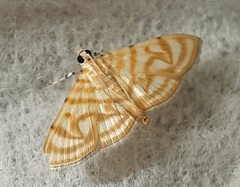 Dichocrocis pyrrhalis