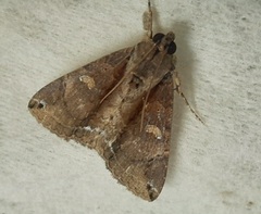 Lepidoptera