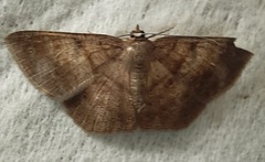 Lepidoptera