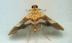 Aetholix flavibasalis