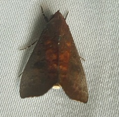 Lepidoptera