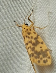 Lepidoptera