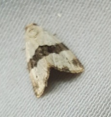 Maliattha ruptifascia