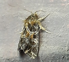 Lepidoptera