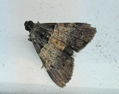Lepidoptera