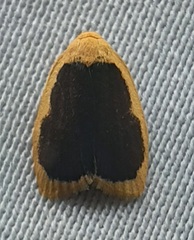 Lepidoptera