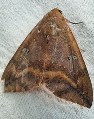Lepidoptera