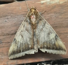 Lepidoptera