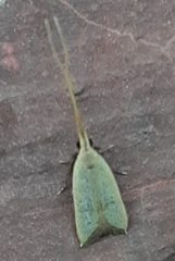 Lepidoptera