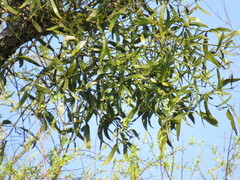 Phoradendron ensifolium