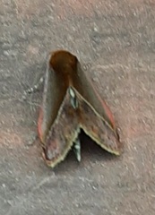 Lepidoptera