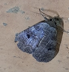 Lepidoptera