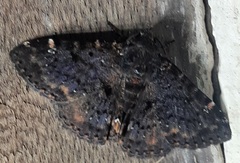 Lepidoptera