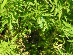 Enallagma doubledayi