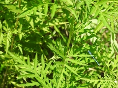 Enallagma doubledayi