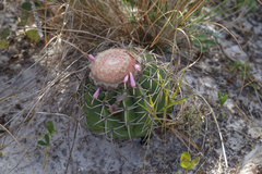 Melocactus paucispinus