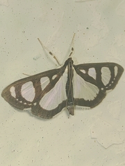 Glyphodes quadrimaculalis