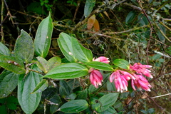 Cavendishia endresii