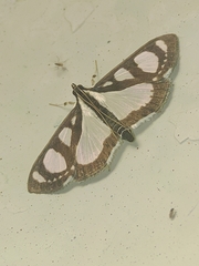Glyphodes quadrimaculalis