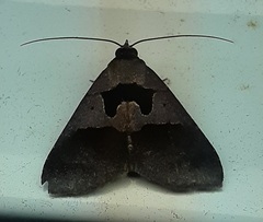 Lepidoptera