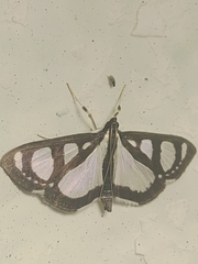 Glyphodes quadrimaculalis