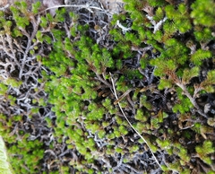Selaginella sibirica