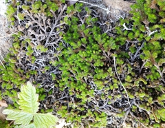 Selaginella sibirica