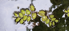 Salvinia molesta
