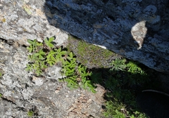 Selaginella sibirica