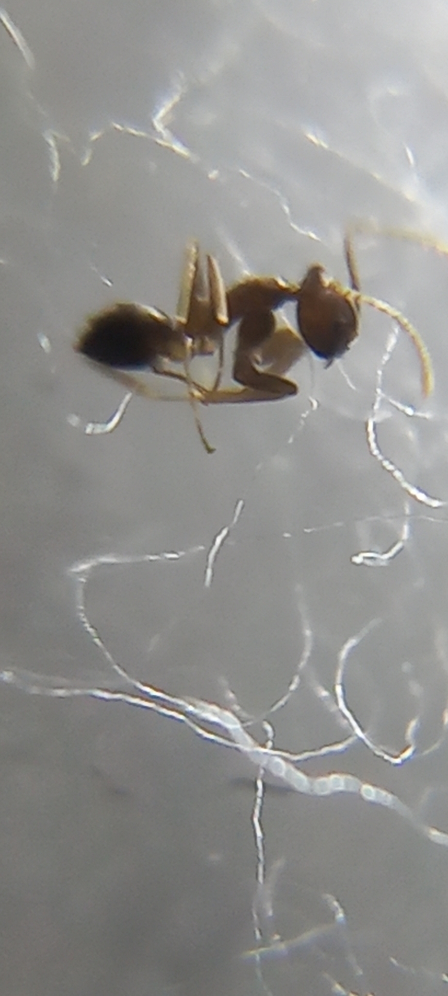 Tapinoma lugubre
