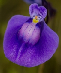 Utricularia arcuata