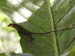 Anolis mariarum