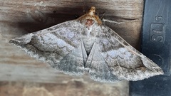 Erebidae