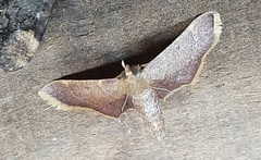 Lepidoptera