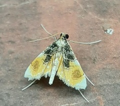 Crambidae