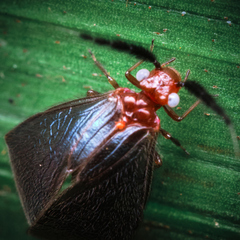 Calopsocidae