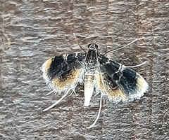 Thysanoidma octalis