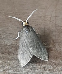 Lepidoptera