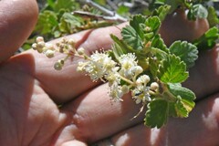 Holodiscus discolor microphyllus