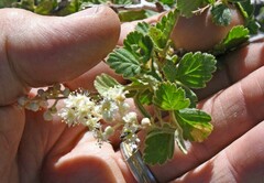 Holodiscus discolor microphyllus