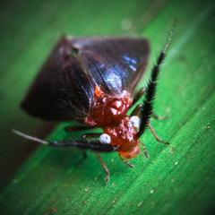 Calopsocidae
