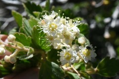 Holodiscus discolor microphyllus
