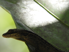 Anolis mariarum