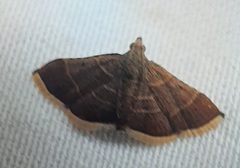 Lepidoptera